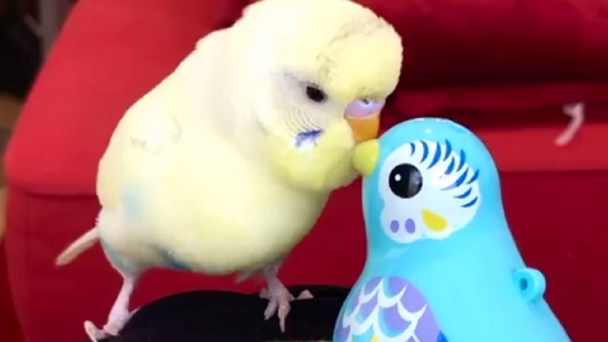 おもちゃの鳥に興味津々のインコ 相手が無反応でも めげずに話しかける姿が 可愛すぎる Buzzmag