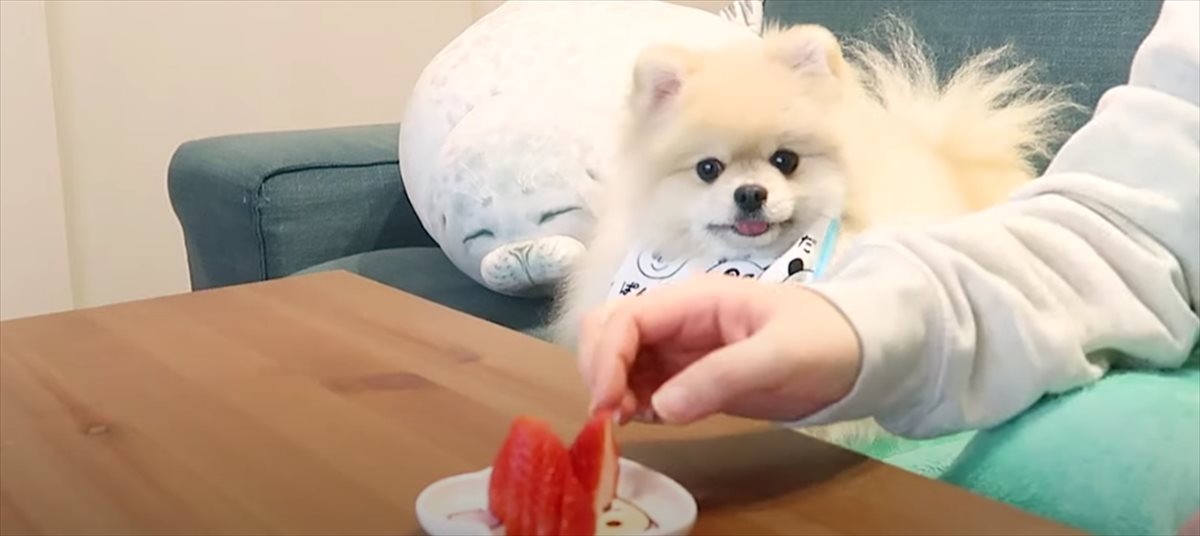 撮影会 スタジオいちごはうす