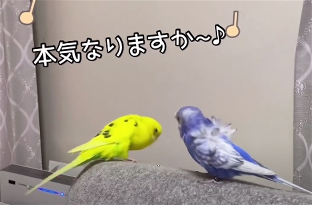 大好きな友達の帰りを惜しむセキセイインコ 仲良しぶりが溢れるワンシーンに 思わずホッコリ Buzzmag