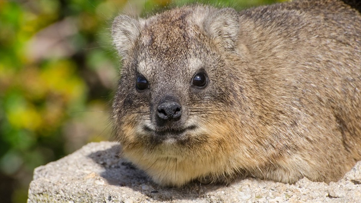 草食動物 ハイラックスの あくびの瞬間 を激写 見返したら ものすごい 変顔 だった Buzzmag