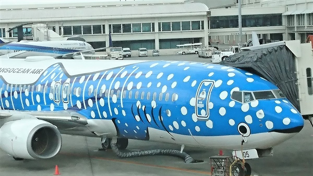 ジンベエジェット に子どもが 親子が揃った貴重な写真に ホッコリ Buzzmag ジンベエジェット に子どもが 親子が揃った貴重な写真に ホッコリ Buzzmag