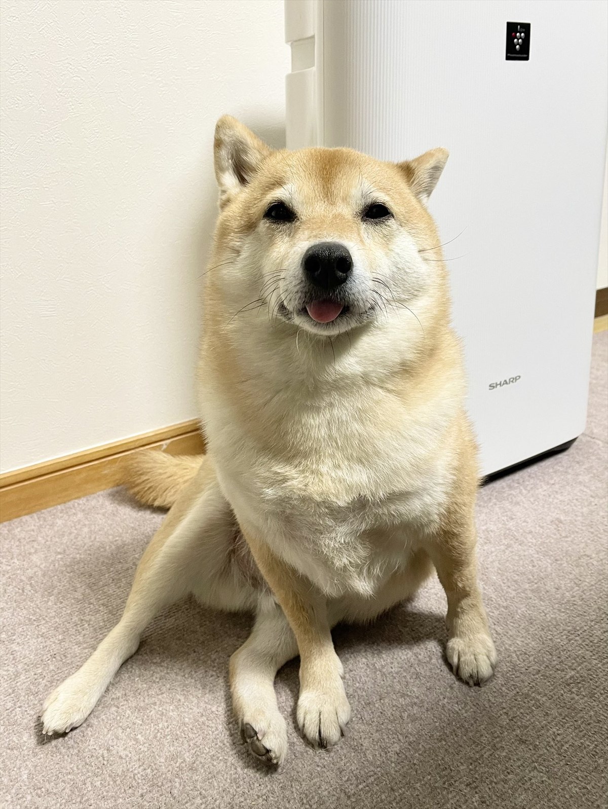 どうしたらこうなるの 柴犬の表情に 胸キュンが止まらない Buzzmag