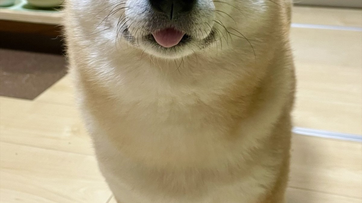 どうしたらこうなるの 柴犬の表情に 胸キュンが止まらない Buzzmag