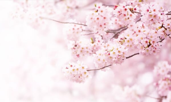 桜は散る 椿は落ちる では菊は 花の 散り方の表現 が素敵すぎる Buzzmag
