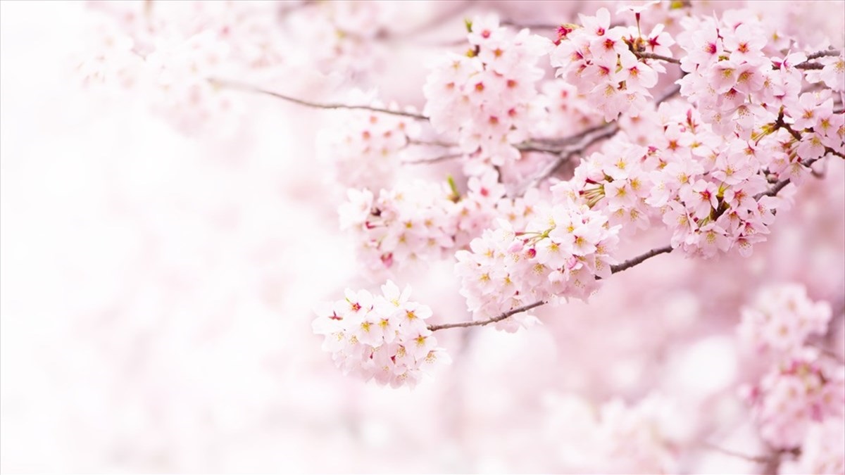 桜は散る 椿は落ちる では菊は 花の 散り方の表現 が素敵すぎる Buzzmag