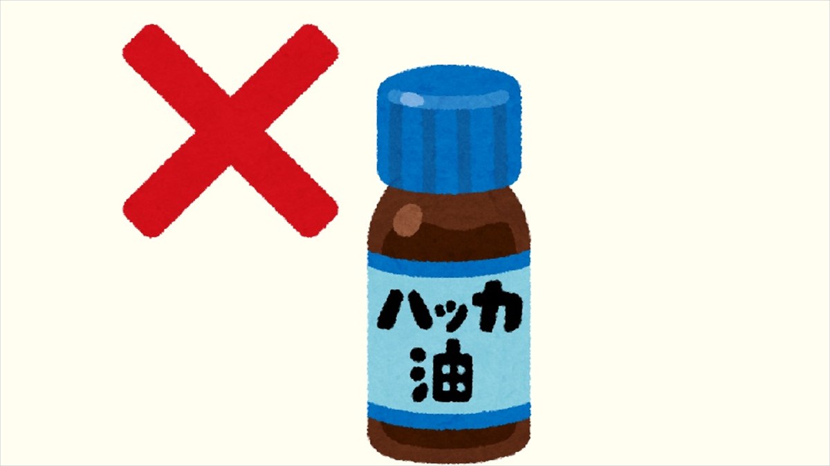 Gよけにハッカ油を使うな そのワケに 衝撃を受けた Buzzmag